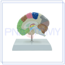 PNT-06121 Health medical human half brain model for school